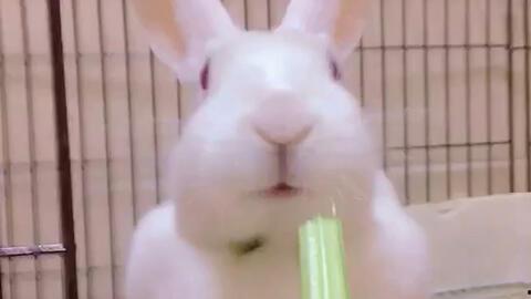 网红兔兔吃瓜视频,带你领略萌宠界的趣味生活  第2张 网红兔兔吃瓜视频,带你领略萌宠界的趣味生活  第2张